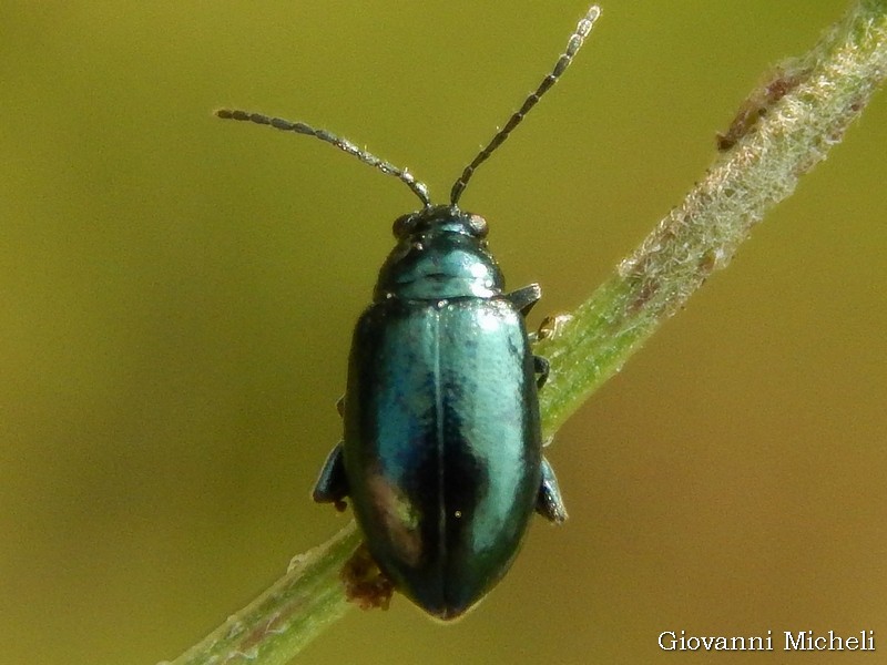 Chrysomelidae: Altica sp.